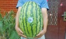 51今日吃瓜热门大瓜视频,揭秘热门大瓜视频背后的惊人真相